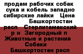 продам рабочих собак  сука и кобель западно сибирские лайки › Цена ­ 10 000 - Башкортостан респ., Стерлитамакский р-н, Загородный п. Животные и растения » Собаки   . Башкортостан респ.